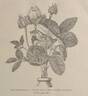 Cristata rose photo