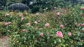 Wedding Bells rose photo