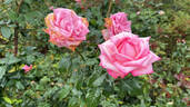 Wedding Bells rose photo