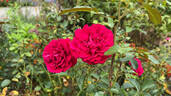 Bordeaux rose photo