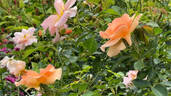 Chinook Sunrise rose photo