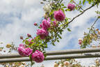 Hermosa, Cl. rose photo