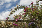Hermosa, Cl. rose photo