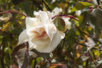 Madame Charles rose photo