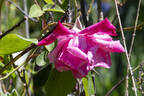 Burbank rose photo