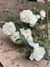 White Meidiland rose photo