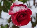 Grande Classe® rose photo
