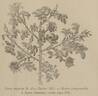 <i>Rosa spinosissima</i> rose photo