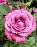 Blue Paradise rose photo