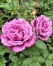 Blue Paradise rose photo