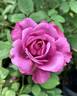 Blue Paradise rose photo