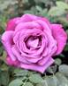 Blue Paradise rose photo