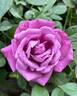 Blue Paradise rose photo