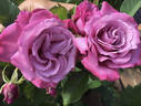 Blue Paradise rose photo