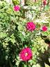 Slater's Crimson China rose photo