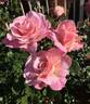 BBM Centenary rose photo