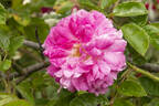 Aristide Briand rose photo
