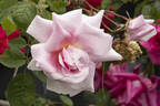 Auguste Roussel rose photo