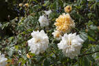 Alister Stella Gray rose photo