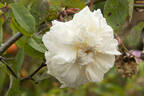 Alister Stella Gray rose photo