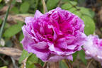 <i>Rosa</i> X <i>francofurtana agatha</i> rose photo