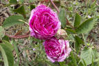 Ambroise Paré rose photo