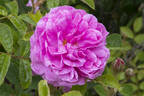 À longs pédoncules rose photo