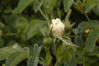 Alba Foliacea rose photo