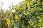 Alba Foliacea rose photo