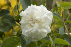 Alba Foliacea rose photo