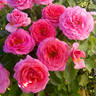 Time After Time rose photo