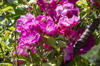 Bordeaux (hybrid multiflora, Soupert rose photo