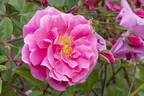 Bess Lovett rose photo