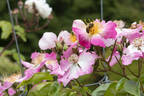 Baby Shower rose photo