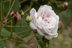 Baltimore Belle rose photo
