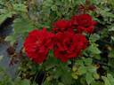 Colline Rouge rose photo