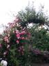 Lady Banks rose photo