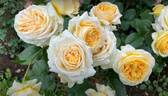 Candlelight rose photo