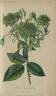 <i>Rosa viridiflora</i> rose photo