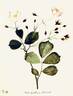R. gentiliana rose photo