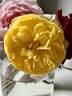 Loreto Gold rose photo