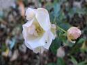 Opalia rose photo