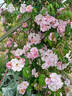 Renae rose photo