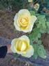 Saint Patrick rose photo