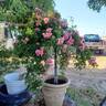 Weeping China Doll rose photo