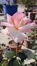 Pink Promise rose photo