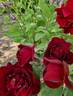 Sénégal rose photo