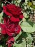 Sénégal rose photo