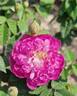 Le Pompon de Bourgogne rose photo