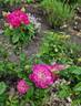 Le Pompon de Bourgogne rose photo